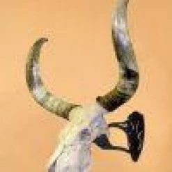 ARCHERY Skull Hooker Big Hooker