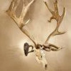 ARCHERY Skull Hooker Big Hooker