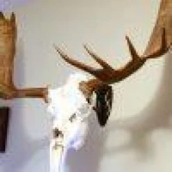 ARCHERY Skull Hooker Big Hooker