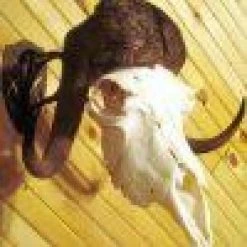 ARCHERY Skull Hooker Big Hooker