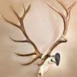 ARCHERY Skull Hooker Big Hooker