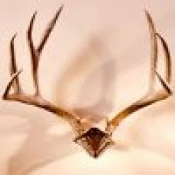 ARCHERY Skull Hooker Bone Bracket/Skull Cap Combo