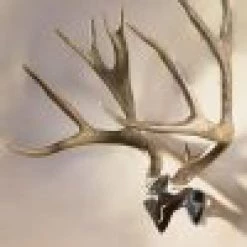 ARCHERY Skull Hooker Bone Bracket/Skull Cap Combo