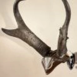 ARCHERY Skull Hooker Bone Bracket/Skull Cap Combo