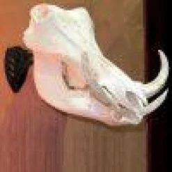 Skull Hooker Little Hooker ARCHERY