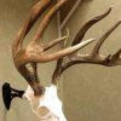 Skull Hooker Little Hooker ARCHERY