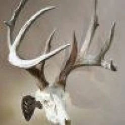 Skull Hooker Little Hooker ARCHERY