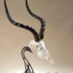 Skull Hooker Table Hooker