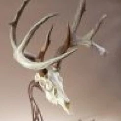 Skull Hooker Table Hooker