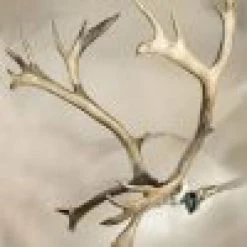 Skull Hooker XXL Bone Bracket